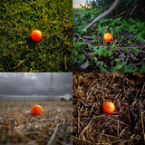 Trust Golfbälle Aurora Orange - Auffällige Golfbälle, Kristall-Urethan, 48 Bälle